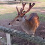 Chanidapa Pongsilpipat Instagram – ภาพที่มีเสียง 🦌~ เลื่อนรูปถัดไป #narapark #naradeer #naradeerpark #nara #japan #ChaniInAsia #FlatFF0634 #gucci