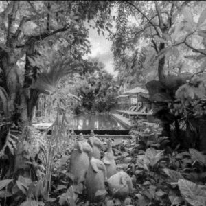 Charlie Vincent Instagram - Jungle.