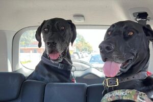 Charlotte Nicdao Instagram - Here’s to 2022! The year we saw a dog in the car in front of us that looked a lot like our dog so we made that car pull over and compared adoption stories and it turned out that dog was our dog’s sister and then we all became friends so our dogs could hang out all the time