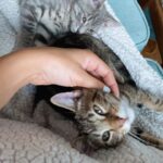 Charlotte McKee Instagram - To know you was to love you. Rest in peace baby Spade. 💔 God/the Universe can seem so cruel sometimes.