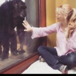 Charlotte Ross Instagram - Such an honor to receive the Animal Advocate of the Year Award from the Humane Society of the United States for my (and many amazing others!) lobbying on Capital Hill to pass the Great Ape Protection and Cost Savings to finally end all medical testing on chimpanzees and let them retire and live out their days free to roam as opposed to languishing in their small cages. As I’m sure you know, chimpanzees are extraordinary and we were the last industrialized nation to realize that it’s inhumane to test on them. 🐒 #tbt #throwbackthursday Please, consider donating to @chimphaven where many get to live after captivity ❤️