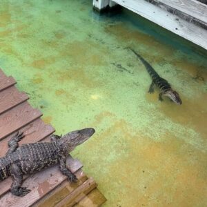 Chelsea Cook Instagram - Hi my name is chad. I’m 26. I enjoy fishing, hunting, and having a brewski (or two 😜) with my boys. I’m looking for someone good in the kitchen and who could fix up something good for game day. 
•
I miss gator land. So many gators. What do you call an alligator that is always stirring up trouble?
An instigator.
#gatorland #gatorlandorlando