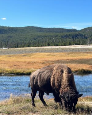 Chelsea Zhang Instagram - ayo 变成(biàn chéng) video 

Yellowstone 🦬✨⛰️ America’s 1st National Park ✔️
& no i don’t watch yellowstone 😂