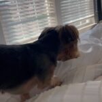 Cheryl ‘Coko’ Gamble Instagram – OMG!!!! Sir Bronx decided to piss on @jayyemichael bed. 🤦🏽‍♀️ He stays on punishment 🥴 Him & Jayye do not get along. #yorkie #baddog