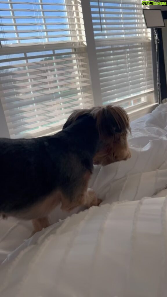 Cheryl 'Coko' Gamble Instagram - OMG!!!! Sir Bronx decided to piss on @jayyemichael bed. 🤦🏽‍♀️ He stays on punishment 🥴 Him & Jayye do not get along. #yorkie #baddog