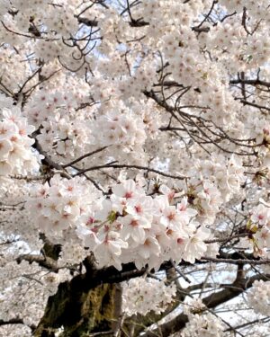 Chiaki Sato Instagram - 今年の桜たち🌸
そろそろ見納めかな。