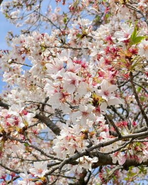 Chiaki Sato Instagram - 今年の桜たち🌸
そろそろ見納めかな。