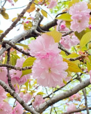 Chiaki Sato Instagram - 今年の桜たち🌸
そろそろ見納めかな。