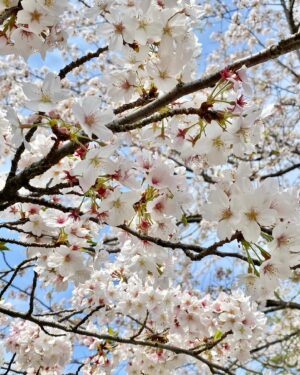 Chiaki Sato Instagram - 今年の桜たち🌸
そろそろ見納めかな。