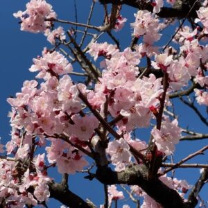 Chiaki Sato Instagram - 今年の桜たち🌸
そろそろ見納めかな。