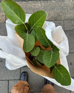 Chie Tsuji Instagram - 海苔で巻くことにハマったり、現像したり、諸々^_^