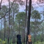 Chitrashi Rawat Instagram - With Pahadi beauties from @birterraces Let me introduce our fun trekking partners 🐕 Jack - the protector Zoey- the smarty one Grabber- the naughty boy Kallu- the fomo one They were an absolute delight to be around♥️ Miss them :)
