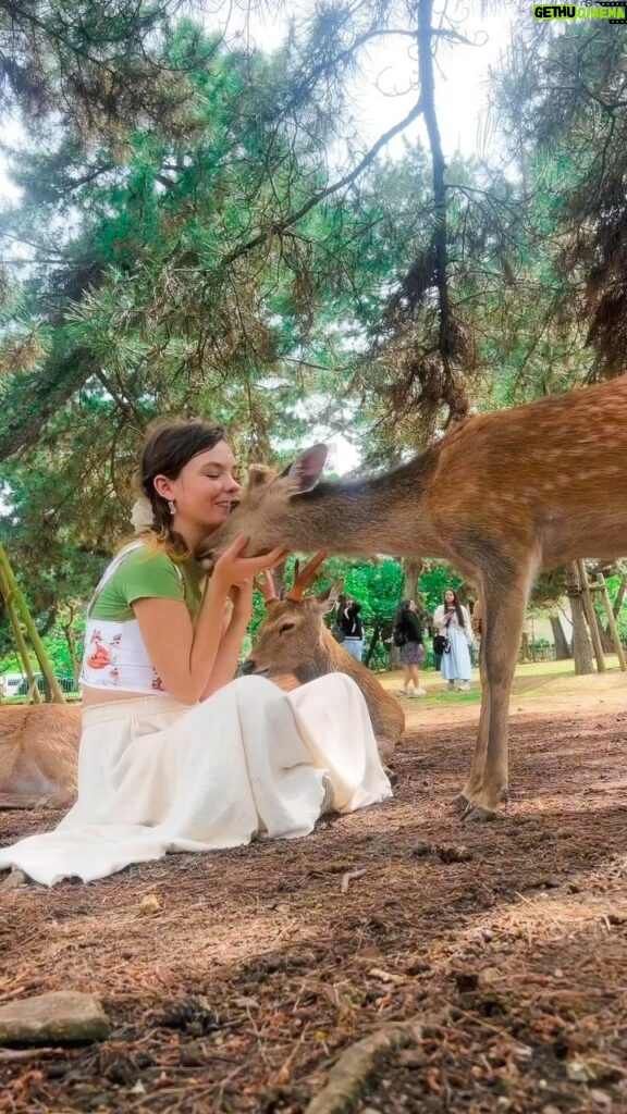 Chloé Hayden Instagram - If anyone needs me I’m moving to Nara to spend the rest of my life cuddling deer and if Disney is watching hello I’m available to be your next princess I have actually never known happiness like this