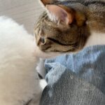 Chloe So Instagram - 中秋節快樂🐱 @hahakirac 到訪 可以幫我同皮皮影親子相🥲 #這段感情只有我在付出