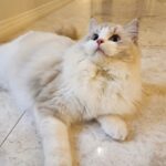 Cho Ha-seul Instagram –