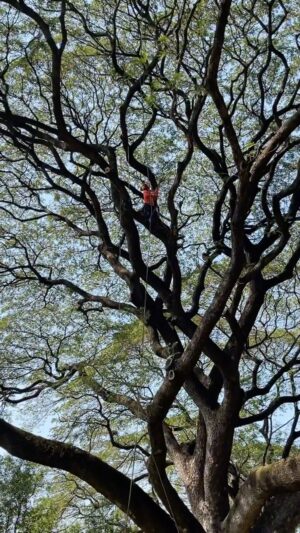 Chollatorn Pratchyaroongroj Instagram - รุกขกร’s life ยิ่งรู้จักยิ่งสนุก 😂🌳
.
เจอพวกเขาได้ที่ 
Faham Connect: The Arborist Show!
วันที่ 18-22 กุมภาพันธ์ 2567 
เวลา 9:00-17:00 น.
สถานที่: Baan Faham at Ping River