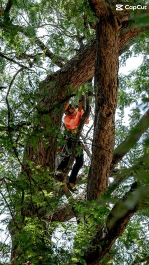 Chollatorn Pratchyaroongroj Instagram - Faham Connect - The Arborist Show
