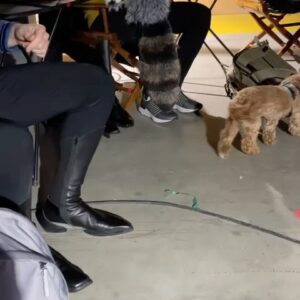 Christina Chong Instagram - @christinachongx (and her ADORABLE pup Runa Ewok) are taking over our Instagram today for #AAPIHeritageMonth! Follow along with them on stories and get ready for #StarTrek #StrangeNewWorlds season 2 coming June 15 💫🖖