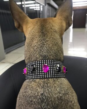 Christina Dieckmann Instagram - NEW 🤩 Estilosos Collares Caninos, para las consentidas de la casa!🤩🥰🐶🙌🏻 Design by Christina Dieckmann #arte #art #hechoamano #tendencia #modacanina #modacaninavenezuela
