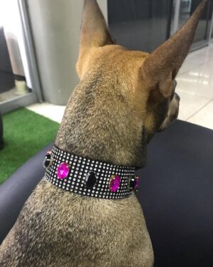 Christina Dieckmann Instagram - NEW 🤩 Estilosos Collares Caninos, para las consentidas de la casa!🤩🥰🐶🙌🏻 Design by Christina Dieckmann #arte #art #hechoamano #tendencia #modacanina #modacaninavenezuela