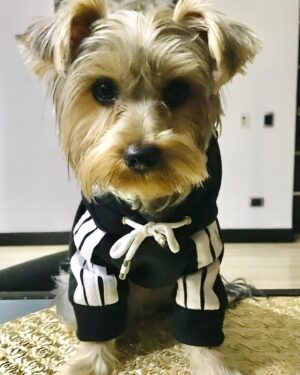 Christina Dieckmann Instagram - Mi THOR 💙🐶 Bello Bello!Modelando su suéter Adidog🐾 de @mascotichis “ Ropita para tu peludito! Siempre a la moda.” #caracas #venezuela