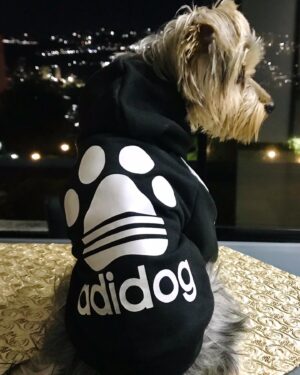 Christina Dieckmann Instagram - Mi THOR 💙🐶 Bello Bello!Modelando su suéter Adidog🐾 de @mascotichis “ Ropita para tu peludito! Siempre a la moda.” #caracas #venezuela