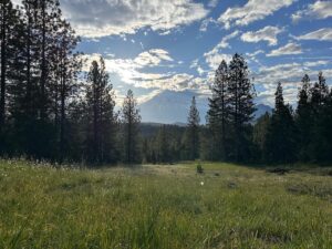 Christina Moses Instagram - i bow to earth who holds my feet firm and steady. to water spirit, giver of life—gentle and fierce loving guide. to tree, rock, mycelium, moss—our teachers, collaborators and companions.
✨in particular i bow to this land, to her stewards and to the earth keeper. 
thank you for taking such deep care. for creating the space and work for us to learn and commune. to deepen our relationship with nature and therefore ourselves. thank you for the fun. the laughter. the wild. the tears. the exuberant joy. the poetry and song. the fire. the sweat. the deep reflection. 
✨i bow to the tender roaring hearted women of return to source. 
@kendra_cunov thank you for the profound gift that is #returntosource 
💛