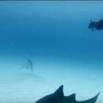 Christina Ochoa Instagram – Sunset dips w/ these beauties 🦈 #DivingIntoTheWkend