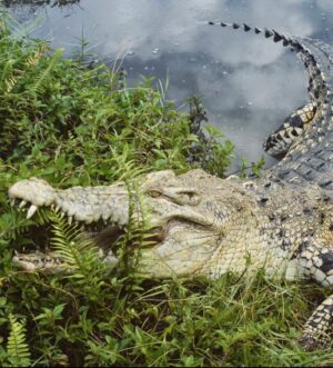 Christina Ochoa Instagram - Curious about crocs? 🐊Check out conservation & educational work of @primitivepredators on their page. 💚📷 @chriscameron.cc @coastalcowboyofficial #wildlifework #wildlife #conservation #stemeducation