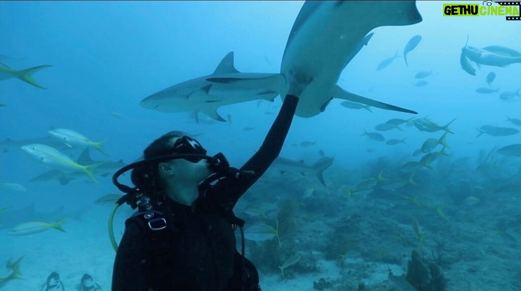 Christina Ochoa Instagram - Sandpaper smooth 🦈 📷 @reefhunter New expedition coming soon. #sharklover