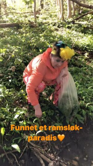 Christine Koht Instagram - Å fy fader for lykke det er å finne en hel svær åker full av RAMSLØK! Jeg greier ikke slutte å plukke, men Perny sier nå:
«NÅ ER DET NOK!» Det ble 1,8 kilo! Nok til å lage verdens, og da mener jeg verdens beste grønne ramsløksolje. Helt ubeskrivelig fantastisk  olje. Kom deg ut i skogen nå🍀