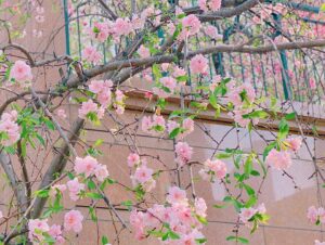 Chung Yoon-hye Instagram - #🌸 #🌺 #spring