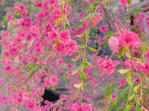 Chung Yoon-hye Instagram - #🌸 #🌺 #spring