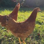 Claire Tomek Instagram - A peine une semaine qu’il est officiellement bordelais, il m’a déjà ramené deux poulettes à la maison ! 😂 #MARTIALFERMIER #COUCOULESFILLES #POUPOULE&MERCOTTE