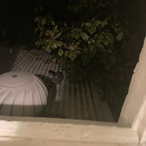 Claudia O'Doherty Instagram - A couple of hours after I took this photo, this possum woke me up as it was squeezing its head and shoulders through the very slightly open window into my teen bedroom where I’m on night seven of my 14 day quarantine.