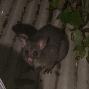 Claudia O'Doherty Instagram - A couple of hours after I took this photo, this possum woke me up as it was squeezing its head and shoulders through the very slightly open window into my teen bedroom where I’m on night seven of my 14 day quarantine.