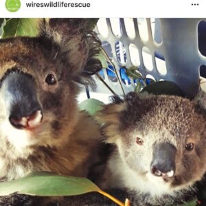 Claudia O'Doherty Instagram - If you have any spare money, click the link in my bio to donate to the Rural Fire Service. The Australian government is not funding them properly, so donations are very helpful and needed. @celestebarber is raising money from her page, which may be easier for international people to donate to. @wireswildliferescue are helping the animals we have left. If you are able to donate, thank you very much!