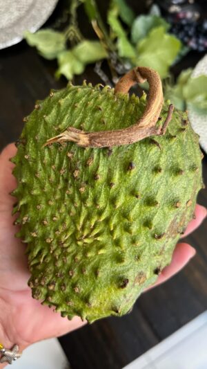 Claudia Sandoval Instagram - Guanábana or Soursop is one incredibly delicious fruit! Some studies have shown that the plant’s active ingredients possess antioxidant, anticancer, anti-arthritic, liver protective and anti-diabetic effects. This is by no means any medical advice just wanted to share a fruit you may not be used to seeing at your local grocer. Have you tried it? What is called where you are from!