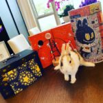 CoCo Lee Instagram - 祝大家中秋節快樂! Happy mid autumn fest!!!! #rabbit #bunny #midautumnfestival #mooncake
