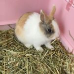 CoCo Lee Instagram - My little bunny Machi or should I call him HaMachi? 🐰🍣 #minirabbit #supercute