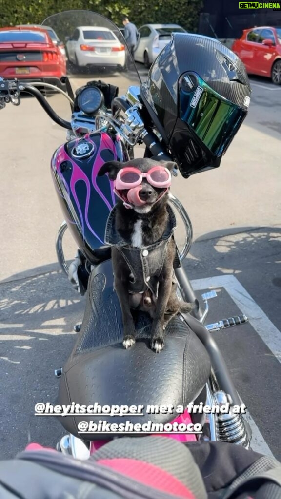 Cody Renee Cameron Instagram - Just a couple of Ruff Riderz on Barkstagram! 🐶 @heyitschopper of the @ironponyshow made a new friend at @bikeshedmotoco today! #bikerdog #motorcycledog #bikeshed #simpsonhelmets #doggles #ironponyshow #sportster #harleydavidson