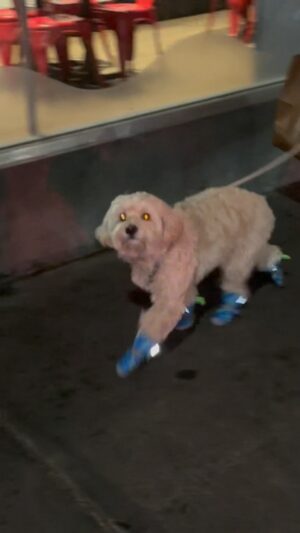 Courtney Nelson Instagram - The way he strut to the beat of the siren in his little boots 🤣😭

#dog #funnyvideos #nyc #streetchic #fyp #reels
