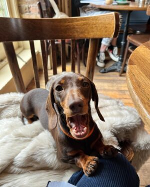 Cressida Bonas Instagram - Happy birthday to the little sausage person ! Always by my side, she has brought so much joy into our lives. 🐾❤️🐾