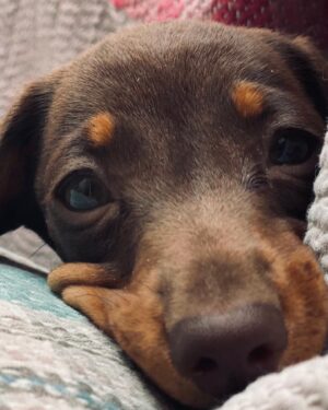 Cressida Bonas Instagram - Happy birthday to the little sausage person ! Always by my side, she has brought so much joy into our lives. 🐾❤️🐾