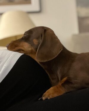 Cressida Bonas Instagram - Happy birthday to the little sausage person ! Always by my side, she has brought so much joy into our lives. 🐾❤️🐾