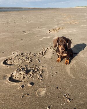 Cressida Bonas Instagram - Happy birthday to the little sausage person ! Always by my side, she has brought so much joy into our lives. 🐾❤️🐾