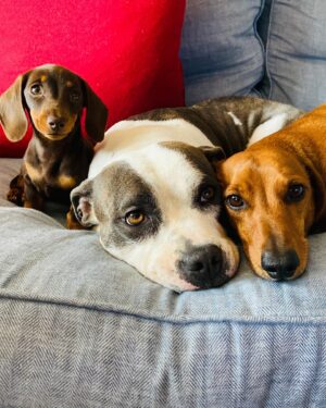 Cressida Bonas Instagram - Happy birthday to the little sausage person ! Always by my side, she has brought so much joy into our lives. 🐾❤️🐾