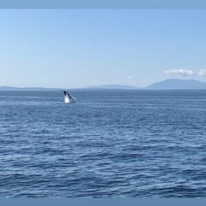 Cristina Saavedra Instagram - Anda mi alma intentando reconciliarse con la vida. Anda la vida poniendo todo de su parte para que lo haga. Momentos hermosos. Merci. Thx. Ballenas 🐋🩵 Mi verano del ‘23
Canadá