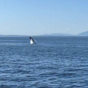 Cristina Saavedra Instagram - Anda mi alma intentando reconciliarse con la vida. Anda la vida poniendo todo de su parte para que lo haga. Momentos hermosos. Merci. Thx. Ballenas 🐋🩵 Mi verano del ‘23
Canadá
