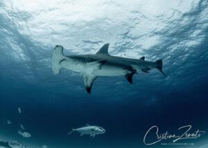 Cristina Zenato Instagram - The shark approached slowly, gently gliding over my back, slightly hidden by the morning light shining through the water. Her belly was skillfully blended by millions of years of evolution as I looked up.
I took a quick image and lowered the camera; I have been here before and seen them many times, but, for a moment, their stories passed through my eyes.
I saw an ocean teaming with bountiful sharks, fish, creatures; I saw a world that belonged to them for much longer than we can record in our books and imagine in our studies.
In her movement I read the story of an ocean that never included us, yet so necessary for our survival on this planet. 
I watched as she swam away, never coming closer, and sent with her a wish that we see and understand her value and of all of the others, that  we will change our ways, we will pause to let them tell us their stories, before it’s too late and we cannot record.
Extinction is forever. 
Image with @isotta_underwater_housings on @shark_explorers for the liveaboard educational trip @kewinlorenzen and I organize several times per year.
@waterproofinternational @scubapro @fourthelementdive @diveshearwater @peopleofthewater